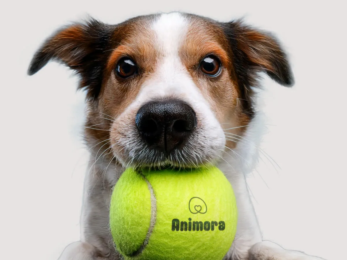 Hond met een Animora-tennisbal in de bek